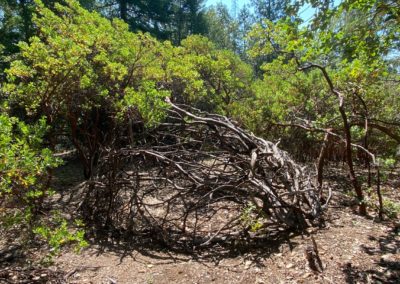 Gankyil of the Madrone Forest