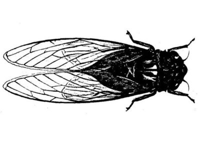 CICADA ENTERPRISES