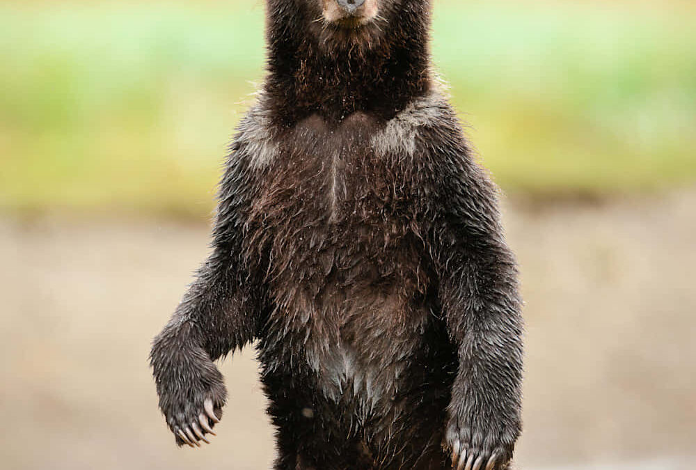 Five Animals Play Qigong Long Choreography