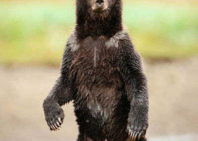 Five Animals Play Qigong Long Choreography